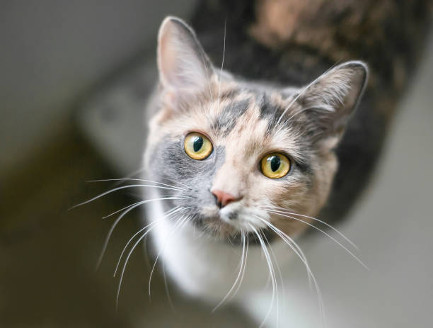 istock A Dilute Calico shorthair cat looking up at the camera 2160492814
