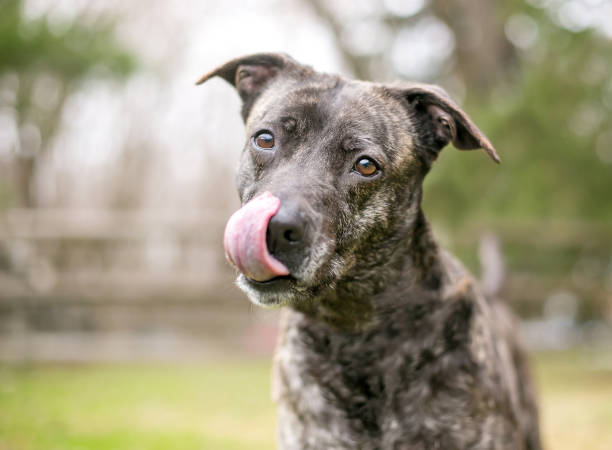 istock A brindle mixed breed dog licking its lips 2160492819