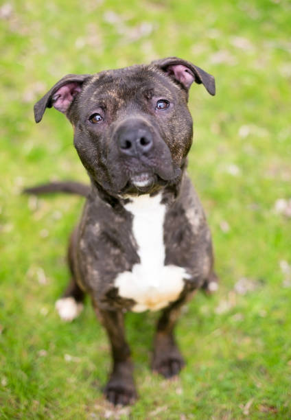 istock A Pit Bull Terrier mixed breed dog looking up at the camera 2160492834