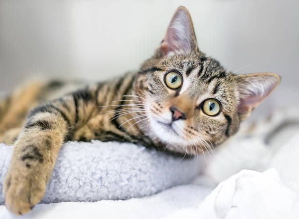 istock A young brown tabby shorthair cat relaxing on a cat bed 2160492852
