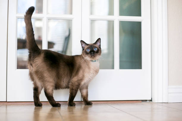 istock A Siamese cat with seal point markings and blue eyes 2160492858