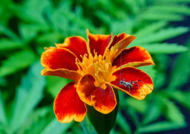 Little grasshopper on a flower petal Tagetes sp., Ukraine