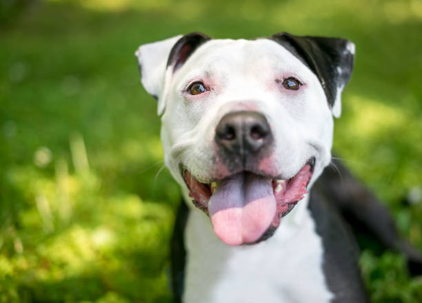 istock A happy American Bulldog mixed breed dog 2160493553