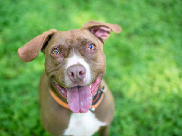 istock A happy Pit Bull Terrier x Retriever mixed breed dog with floppy ears 2160493575