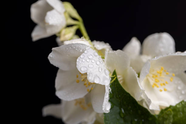 wet white jasmine flowers in the spring season, branches of blooming and fragrant jasmine close-up