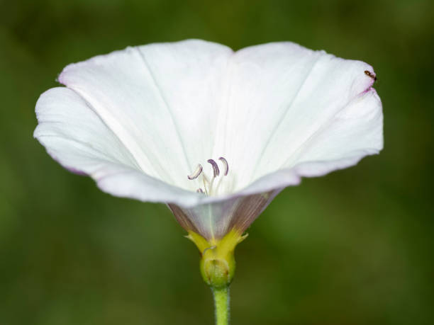 Close-up of a white bindweed flower and buds amidst green foliage, set against a blurred green background.