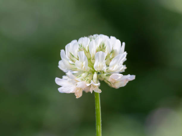 Closeup of small wild flower