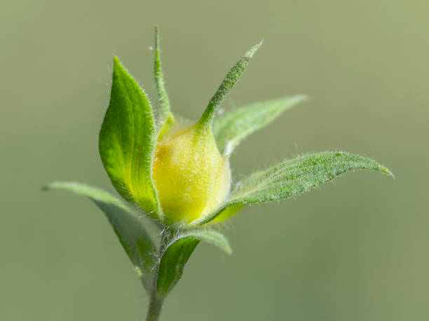 Closeup of small wild flower