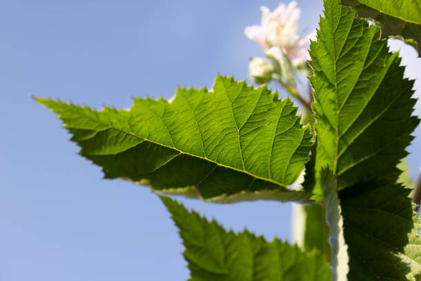 a blackberry bush during flowering and the appearance of the first unripe berries, an orchard in which blackberries are grown
