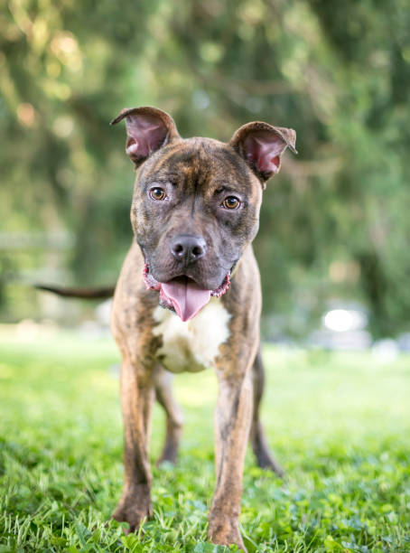 istock A happy brindle Terrier mixed breed dog standing outdoors 2160494054