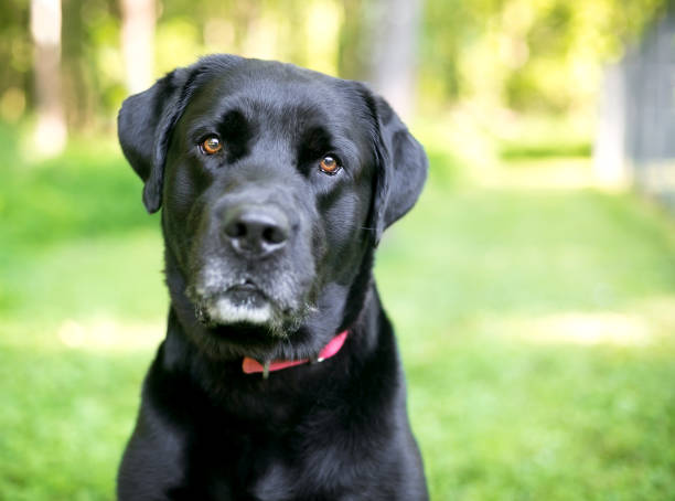 istock A purebred black Labrador Retriever dog 2160494063