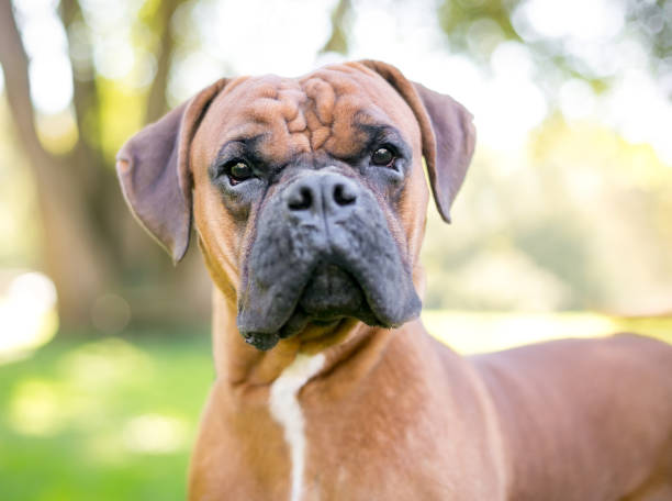istock A purebred Boxer dog outdoors 2160494090