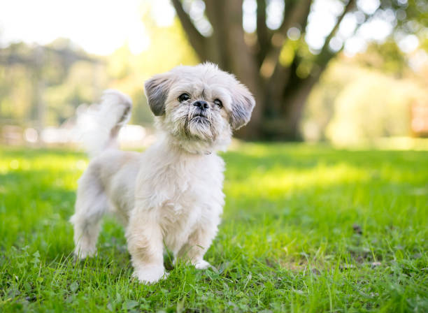 istock A Shih Tzu mixed breed dog outdoors 2160494092