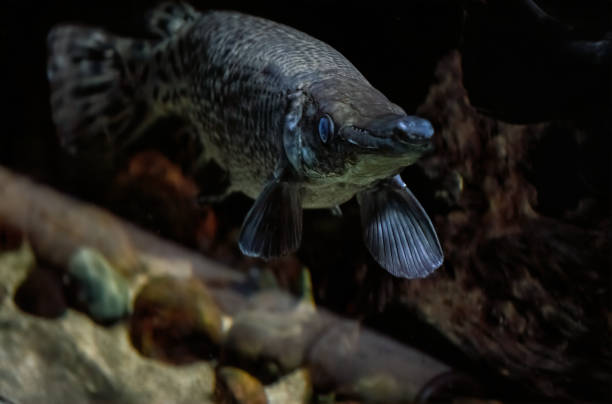 istock Alligator gar fish, the long-lived giant from North America 2160494263