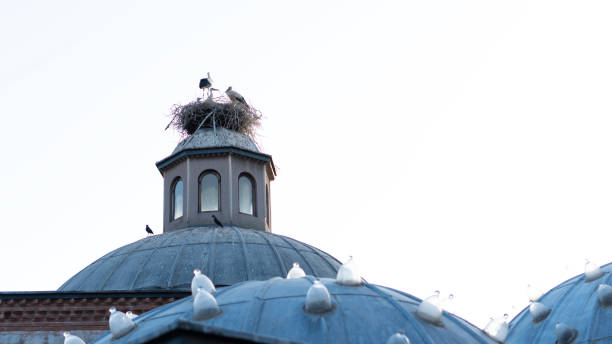 stork nest