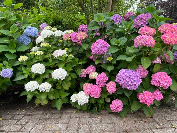 istock Beautiful colorful hydrangea blooms near a tree 2160496906