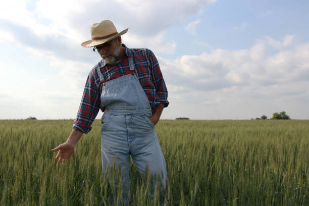 istock Mature farmer in a grain field 2160497335