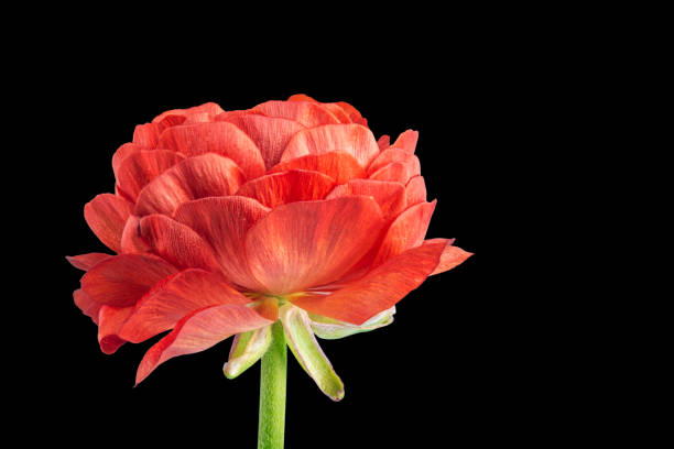 beautiful red flower on a black background