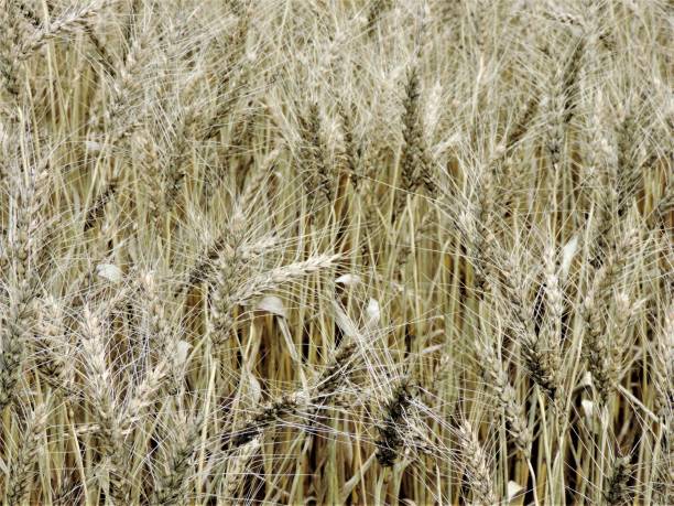 istock Japan. July. The wheat is ripe. 2160498962