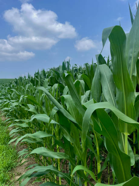 istock Corn stalks in rural USA 2160500208