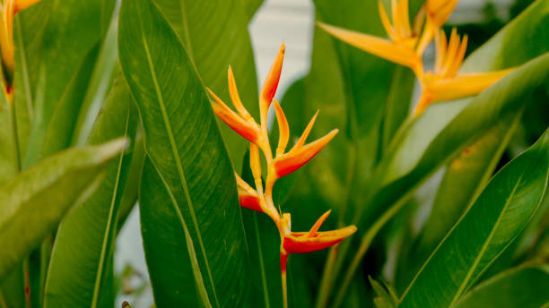 Bird of Paradise blossoms