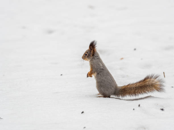 istock The squirrel funny standing on its hind legs on the white snow 2160502021