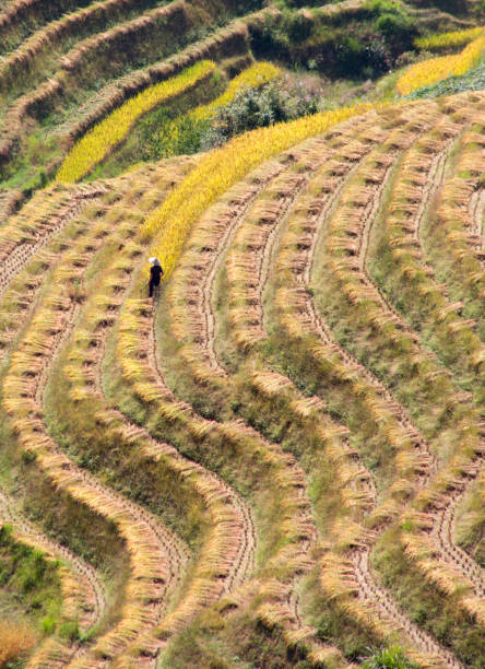 China , South china , Longsheng area, rice cultivation