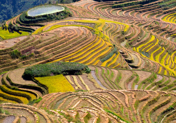 China, Guangxi Provence, Rice farming on terraces at Ping An (Longshang)