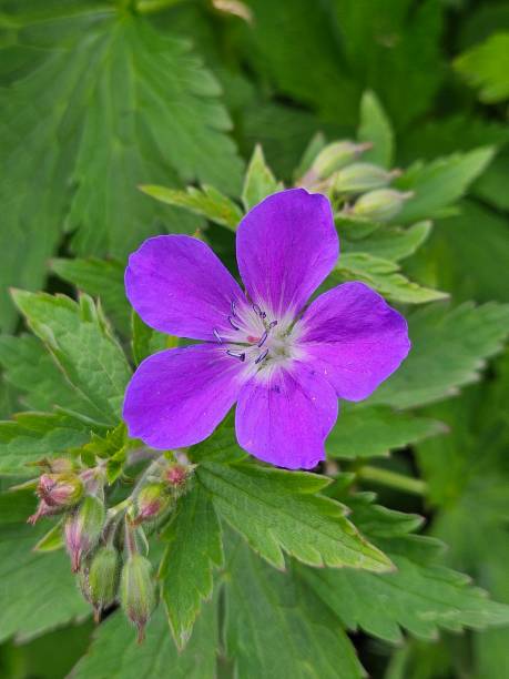 istock Close-up Of Single Purple Geranium Cranesbill (Rozanne) Flower 2160504432