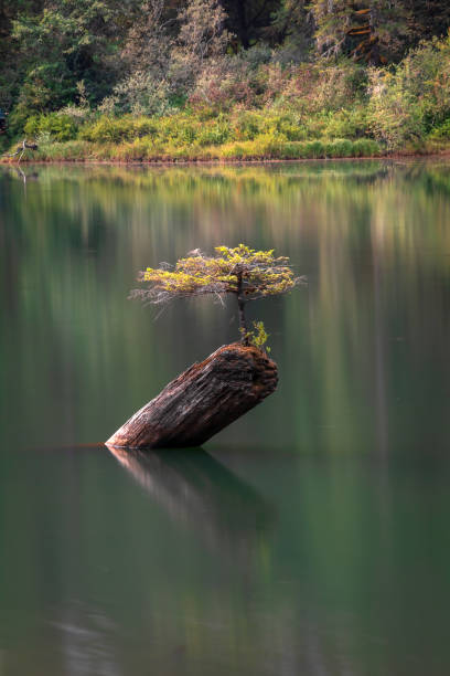 istock Fairy Lake Tree, Vancouver Island 2160504502