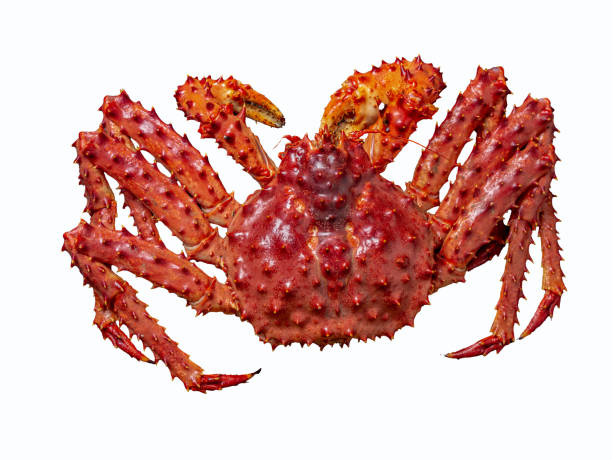 Alaskian king crab isolated on a white background, top view