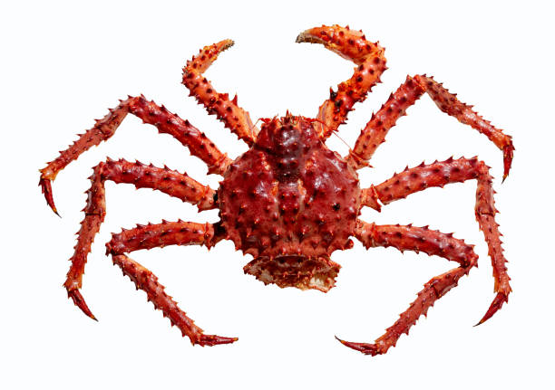 istock Alaskian king crab isolated on a white background, top view 2160505104