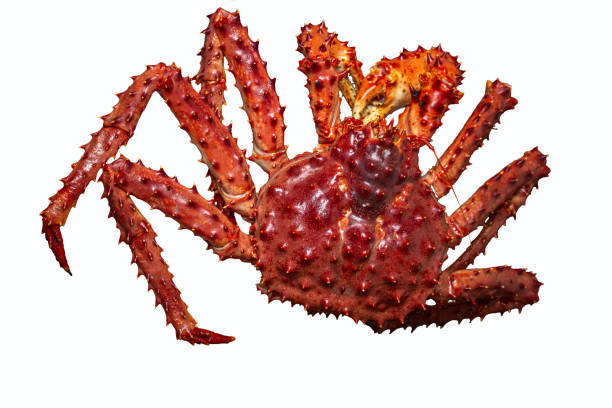 istock Alaskian king crab isolated on a white background, top view 2160505373