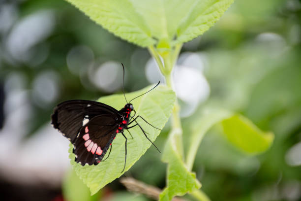 A striking close-up of a Heraclides anchisiades (Swallowtail) butterfly perched on vibrant green leaves. The black wings with distinctive pink spots create a beautiful contrast against the lush foliage, highlighting the butterfly's delicate elegance.