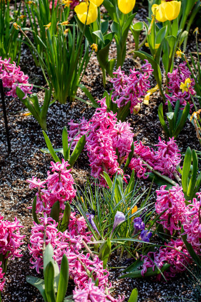 A striking garden scene featuring vibrant red hyacinths in full bloom, their clustered blossoms adding a bold splash of color to the spring landscape. This image captures the intensity and beauty of these red springtime flowers in a natural setting.