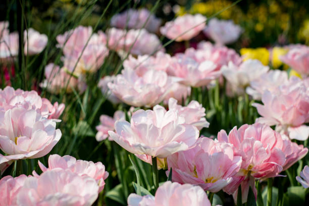 istock Field of Pink Double Late Tulips 2160506873