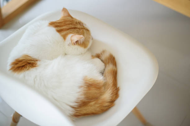 istock Cat sleep on the chair at home. 2160507894