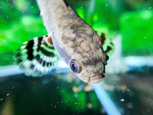 istock Fish cork or channa pulchra in aquarium 2160509528
