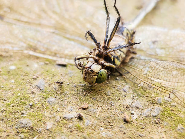 close-up view of a group of ants attacking a dragonfly