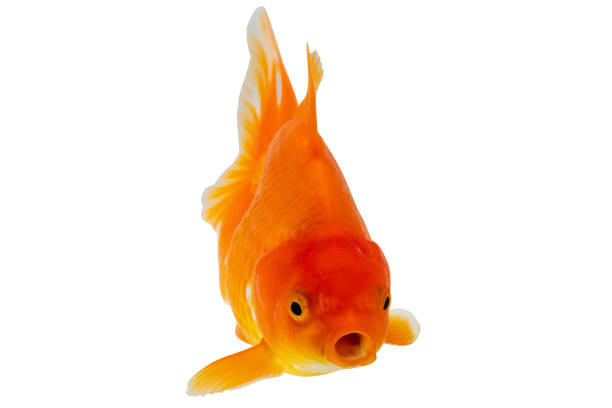 istock Oranda goldfish isolated on white background close up 2160510098