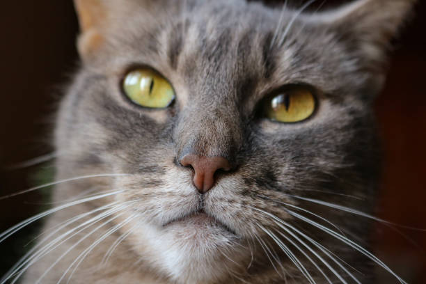 istock Portrait of a tabby cat 2160510790