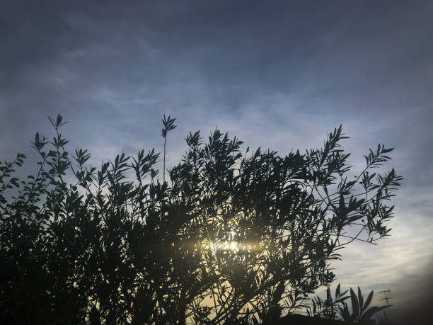 olives swaying in dusky wind