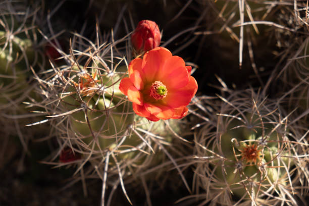 istock Cholla cactus in Joshua Tree National Park 2160511038