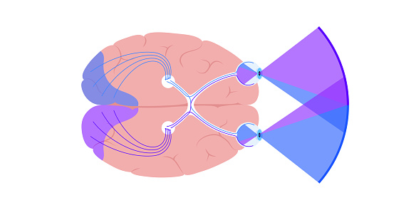 Optic Nerve Anatomy Stock Illustration Biology Diagrams