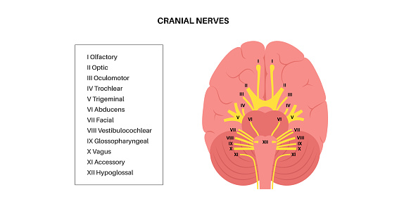 Cranial Nerves Anatomy Stock Illustration Biology Diagrams