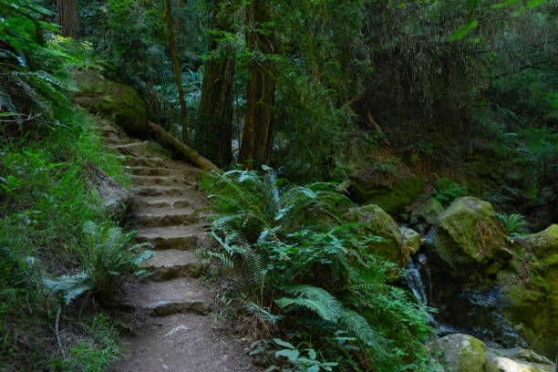 istock Hiking trail in Marin County California 2160511194
