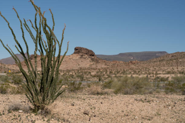 istock Ocotillo in the Mojave desert 2160511226