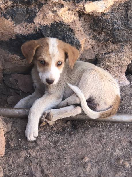 istock Cute dog in Eritrea 2160513588