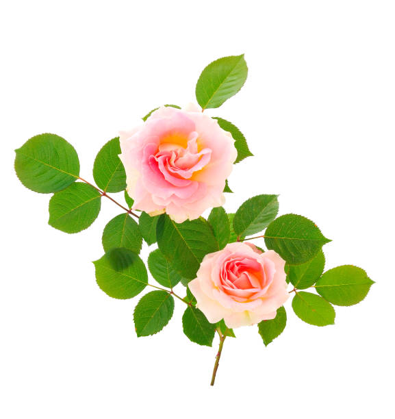 istock Pink roses flower. 2160514131