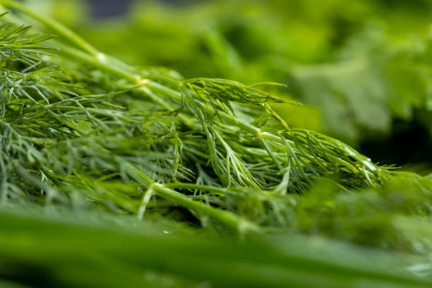 Blooming dill rosette on blurred green background, close-up. Dill inflorescence for publication, design, poster, calendar, post, screensaver, wallpaper, card, cover, website. High quality photography